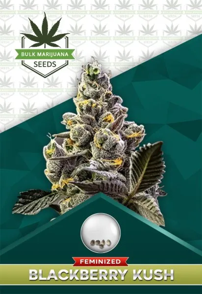 Blackberry Kush Feminized