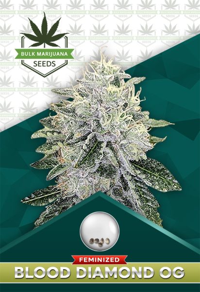 Blood Diamond OG Strain Feminized