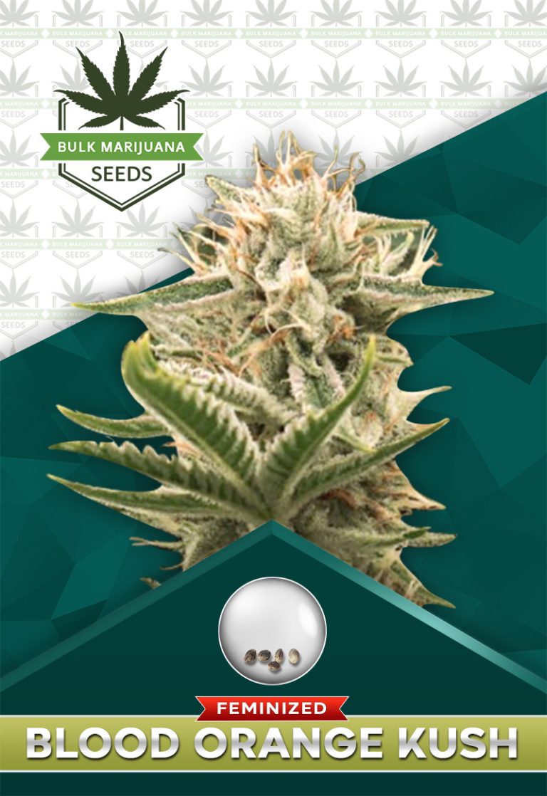 Blood Orange Kush Feminized