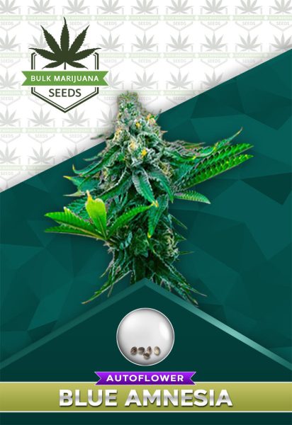 Blue Amnesia Strain Autoflower