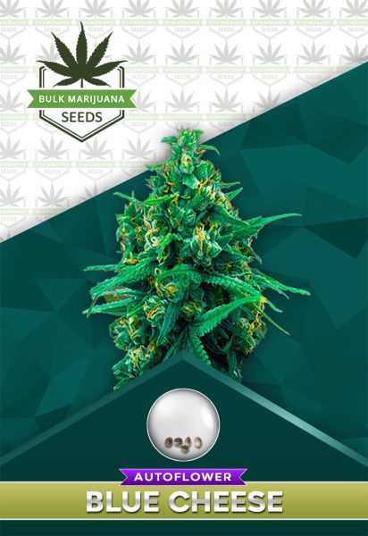 Blue Cheese Strain Autoflower