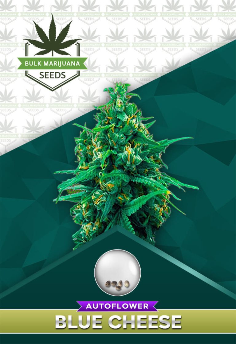 Blue Cheese Strain Autoflower
