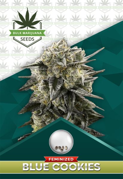 Blue Cookies Strain Feminized