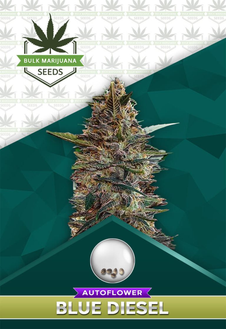 Blue Diesel Strain Autoflowering
