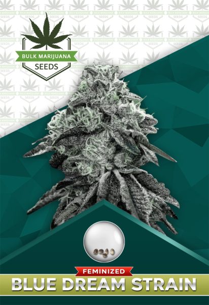 Blue Dream Strain Feminized