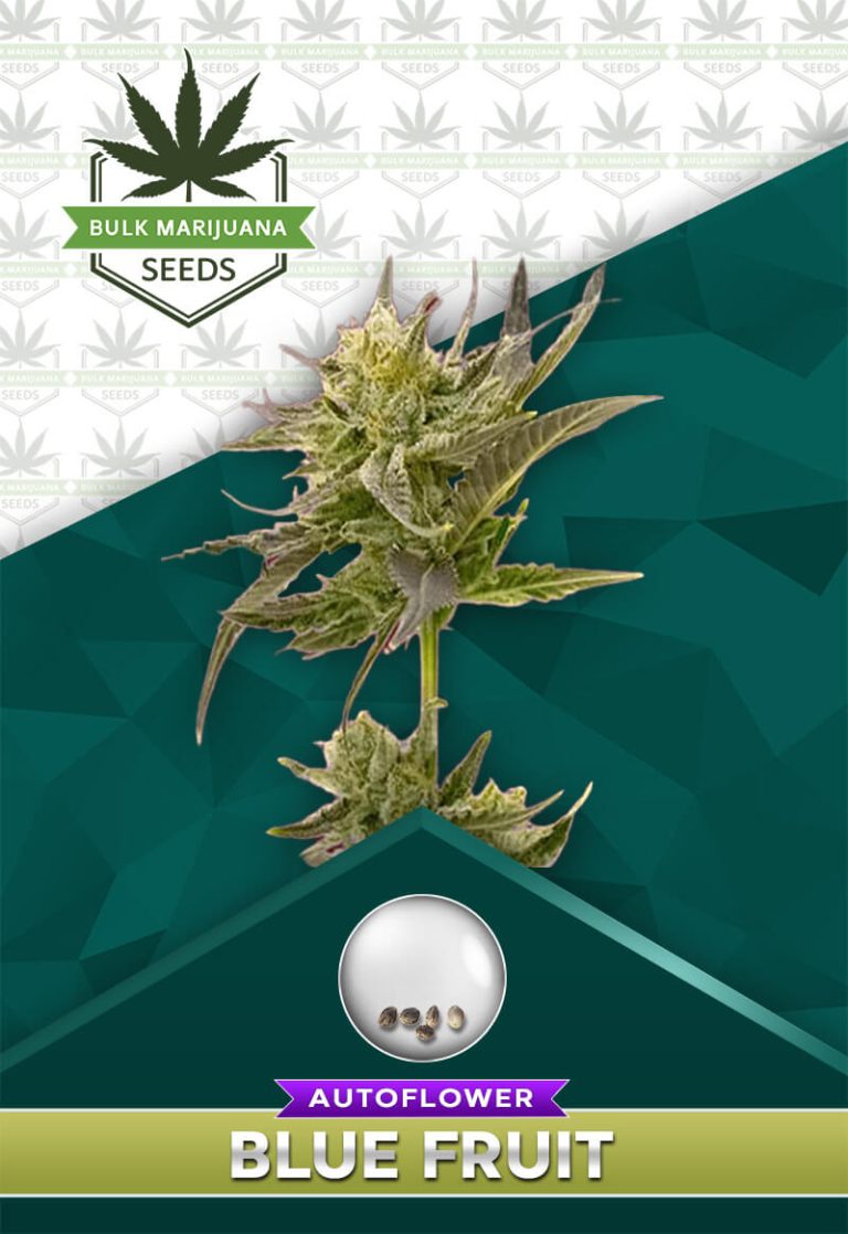 Blue Fruit Strain Autoflower
