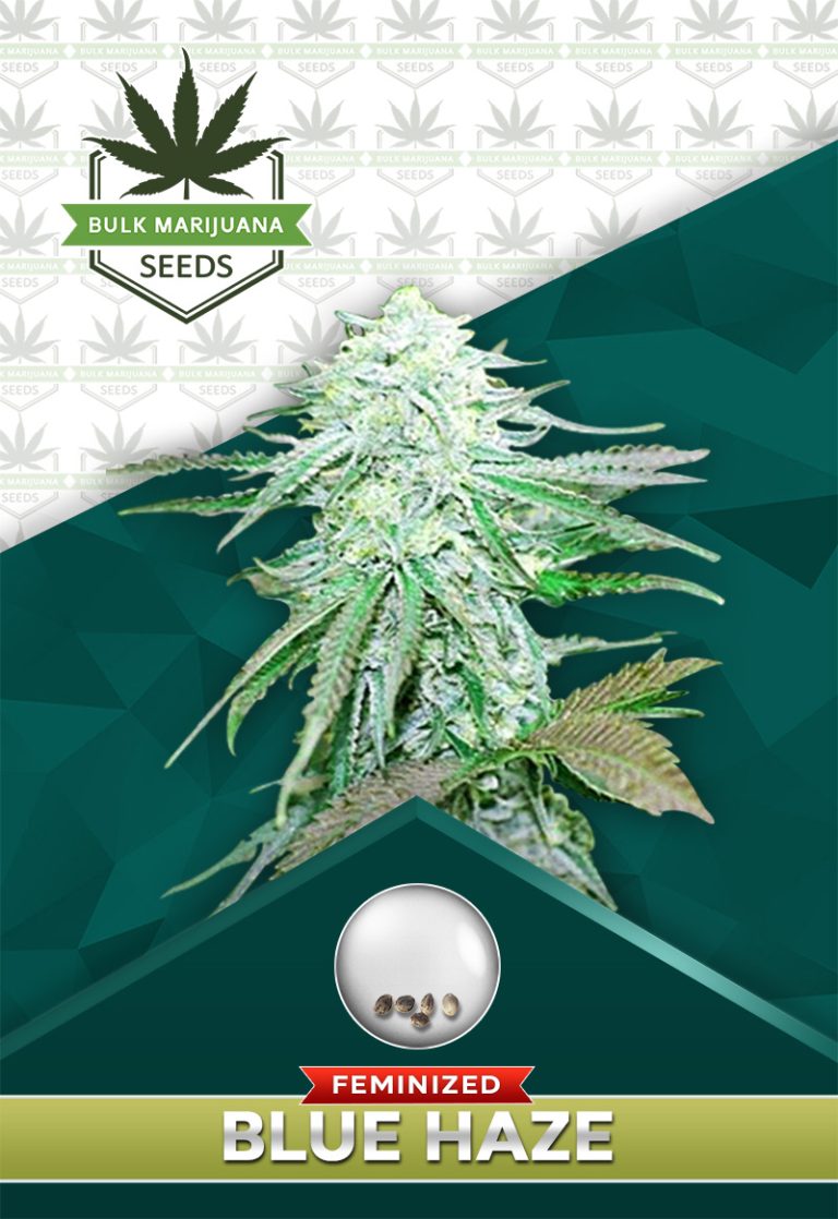 Blue Haze Feminized