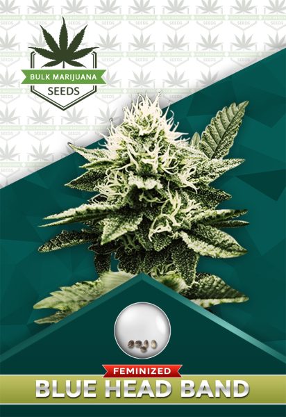 Blue Headband Strain Feminized