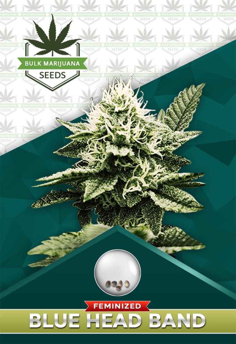 Blue Headband Strain Feminized