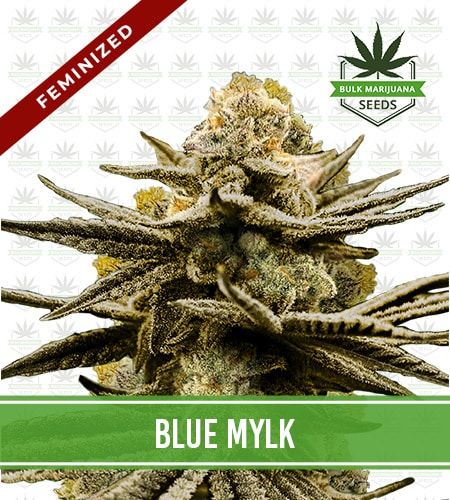 Blue Mylk Strain Feminized