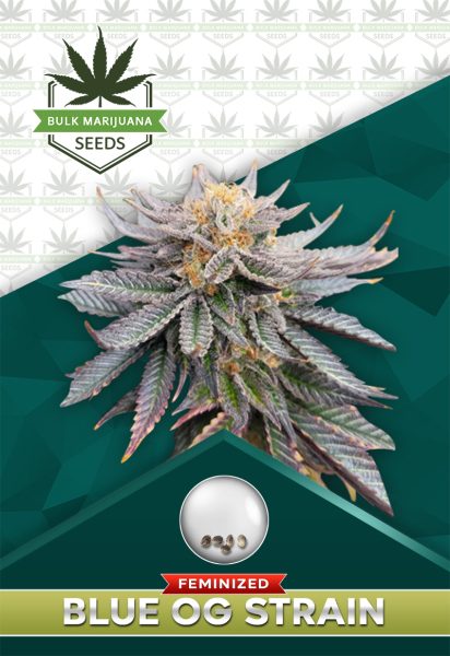 Blue OG Strain Feminized