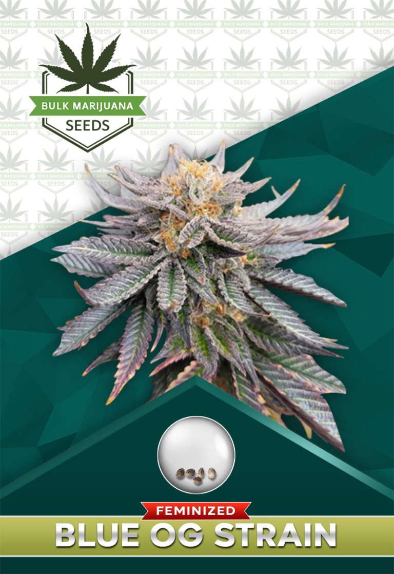 Blue OG Strain Feminized