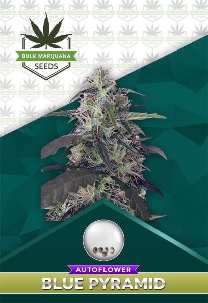 Blue Pyramid Strain Autoflowering