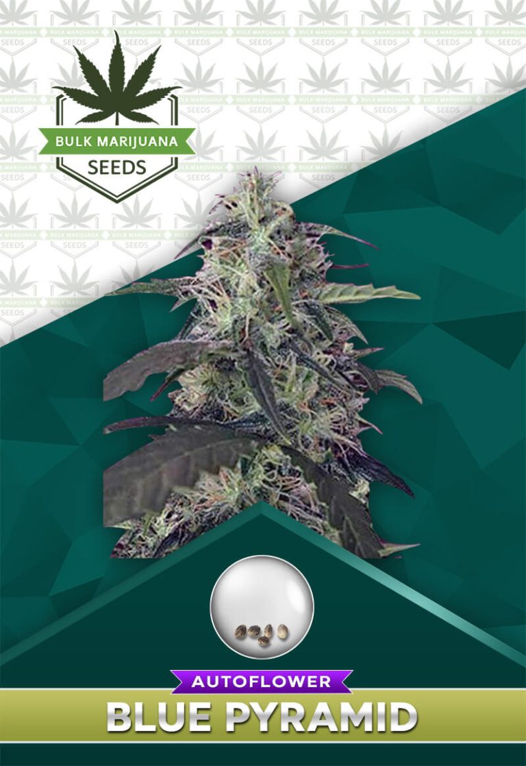 Blue Pyramid Strain Autoflowering