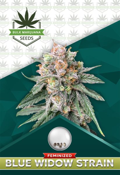 Blue Widow Strain Feminized
