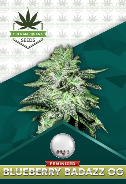 Blueberry Badazz OG Strain Feminized