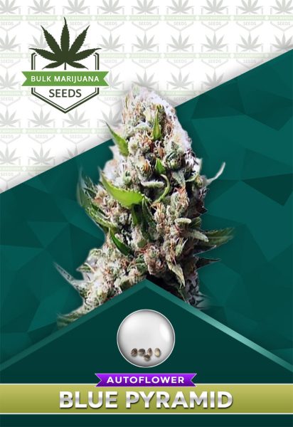 Blueberry Diesel Strain Autoflowering