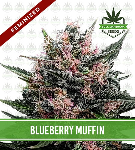 Blueberry Muffin Strain Feminized