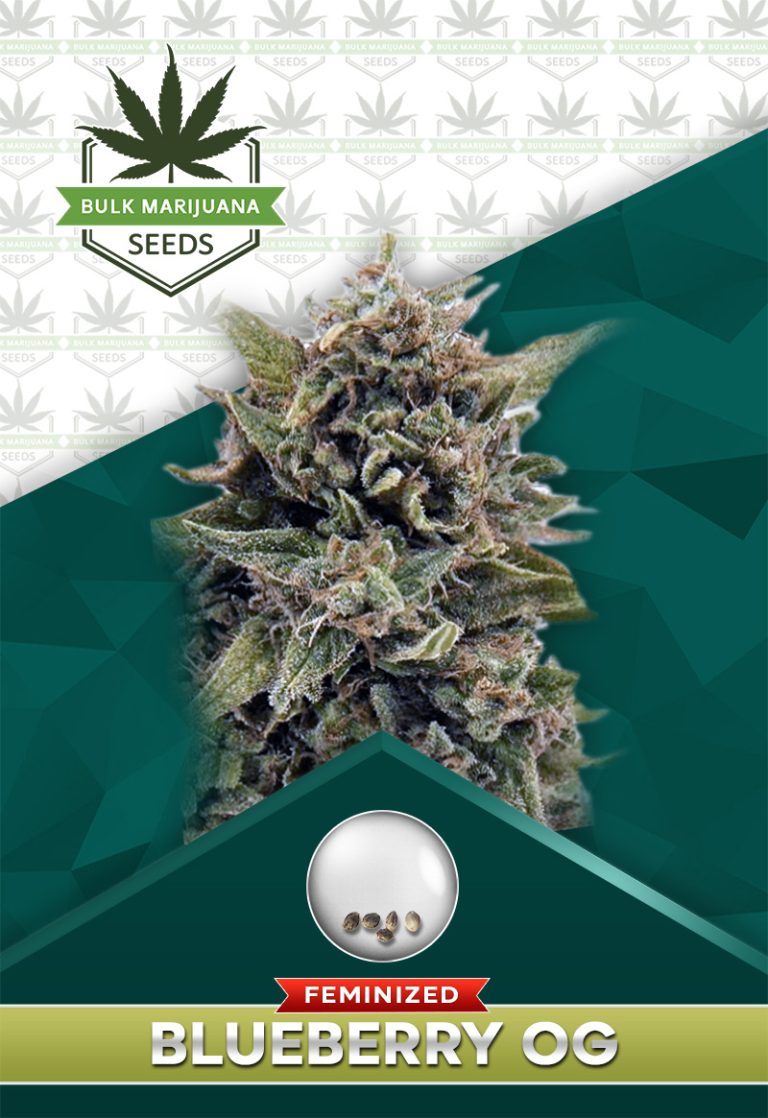 Blueberry OG Strain Feminized
