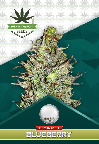 Blueberry Strain Feminized