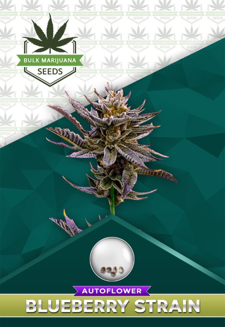 Blueberry Strain Autoflower
