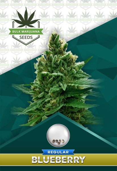 Blueberry Strain Regular Marijuana Seeds