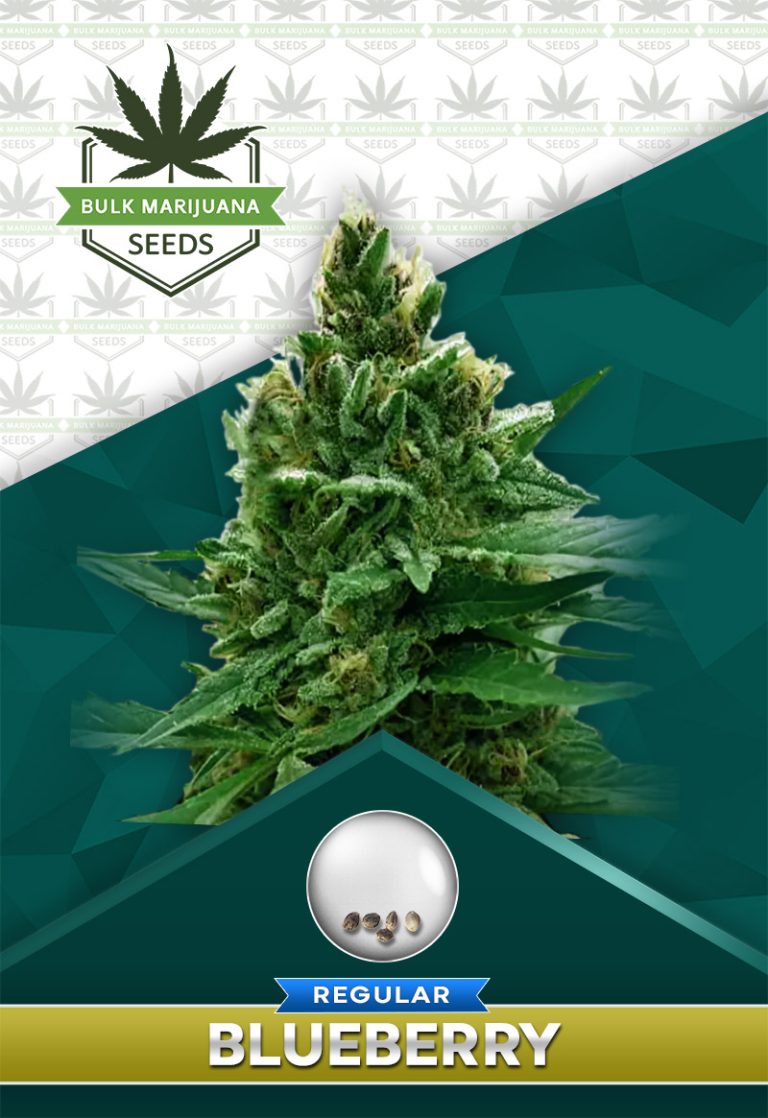 Blueberry Strain Regular Marijuana Seeds