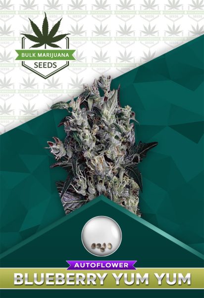 Blueberry Yum Yum Strain Autoflower