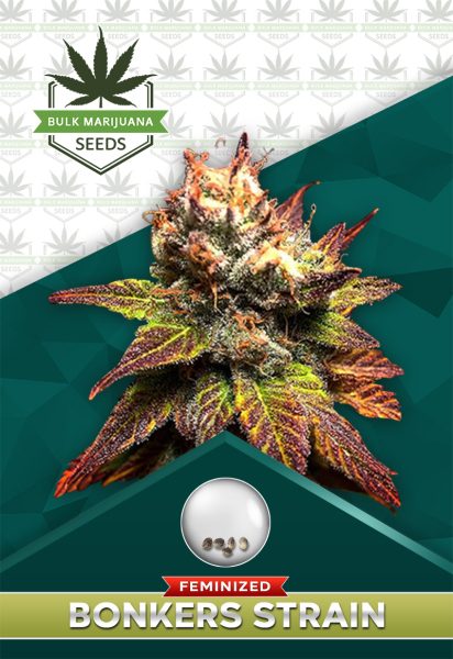Bonkers Strain Feminized