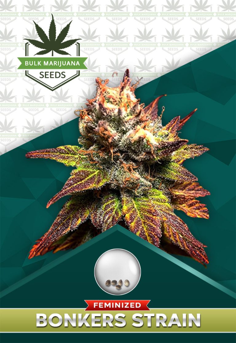 Bonkers Strain Feminized