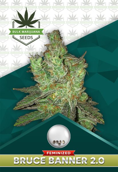 Bruce Banner 2.0 Strain Feminized
