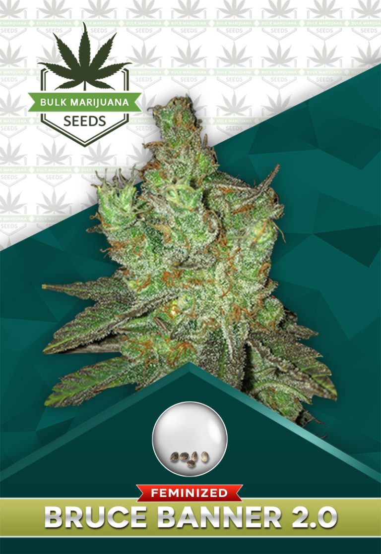 Bruce Banner 2.0 Strain Feminized