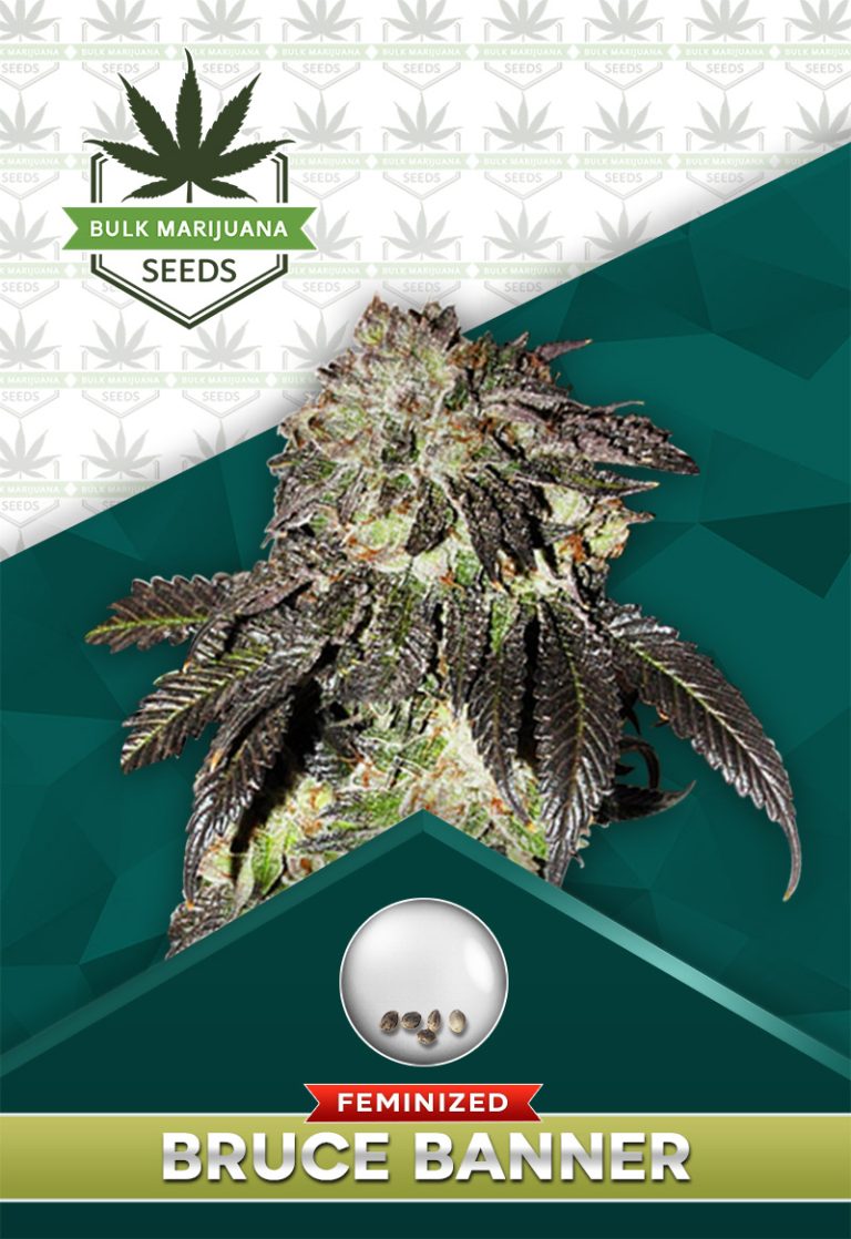 Bruce Banner Strain Feminized