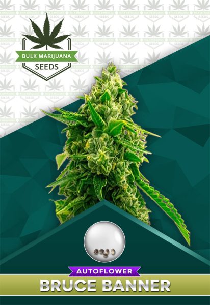 Bruce Banner Strain Autoflowering