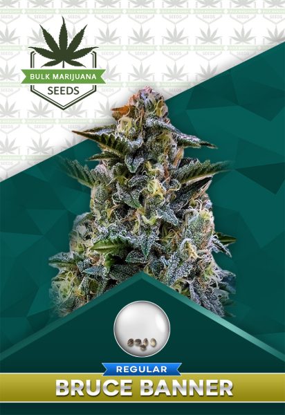 Bruce Banner Strain Regular Marijuana Seeds