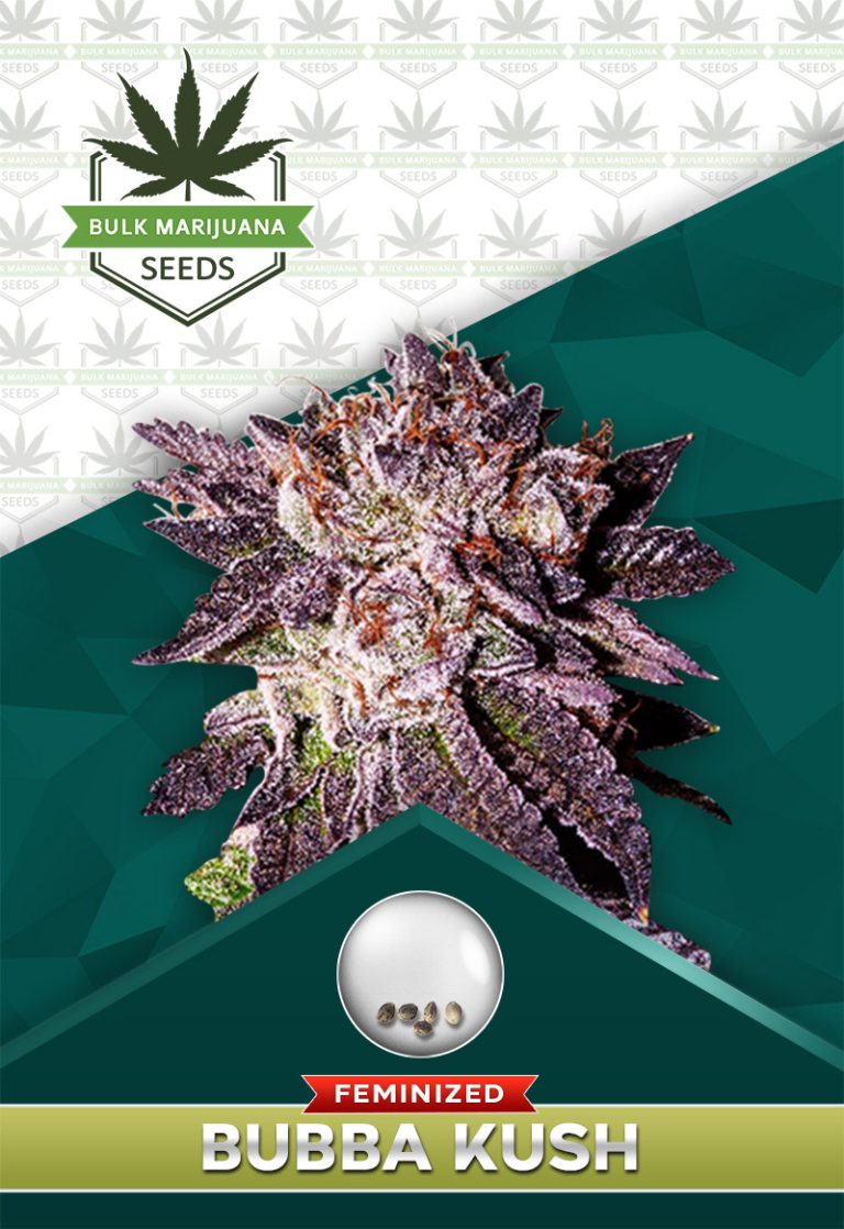 Bubba Kush Feminized
