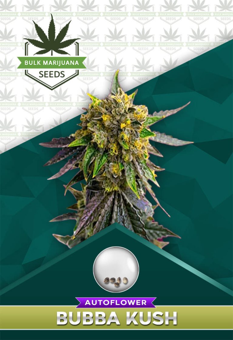 Bubba Kush Strain Autoflower