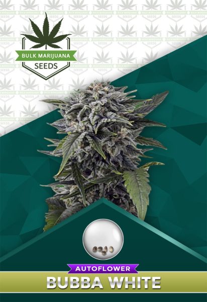 Bubba White Strain Autoflowering
