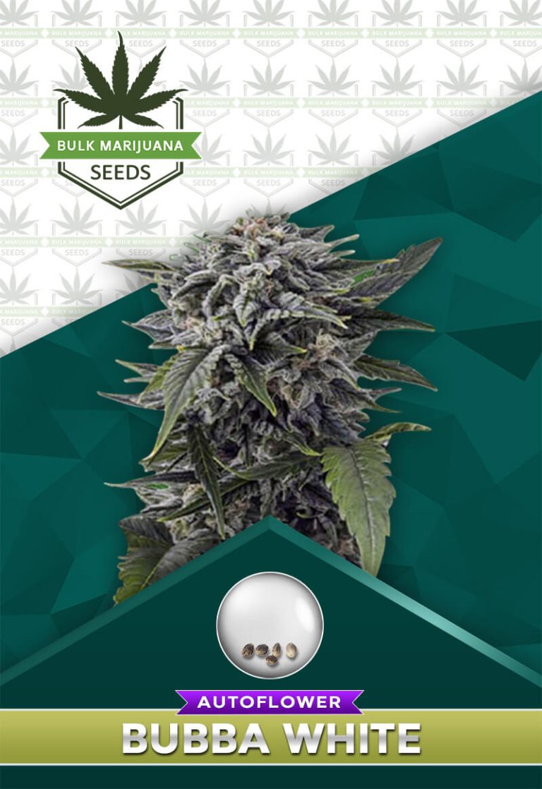 Bubba White Strain Autoflowering