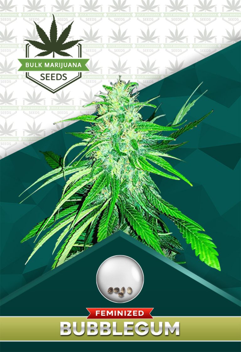 Bubblegum Strain Feminized