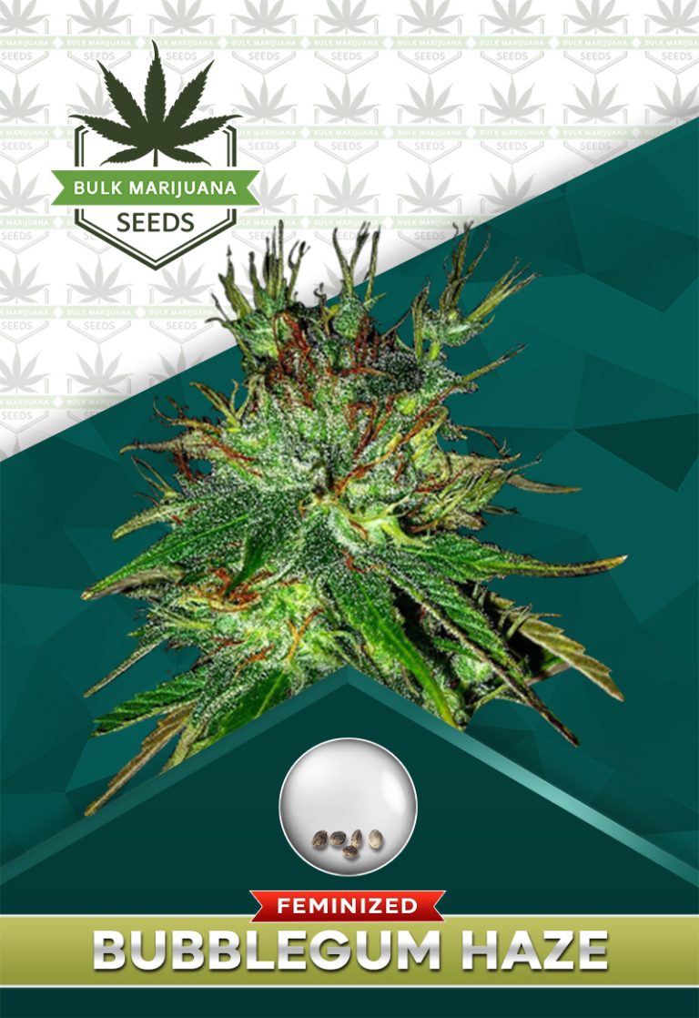 Bubblegum Haze Feminized