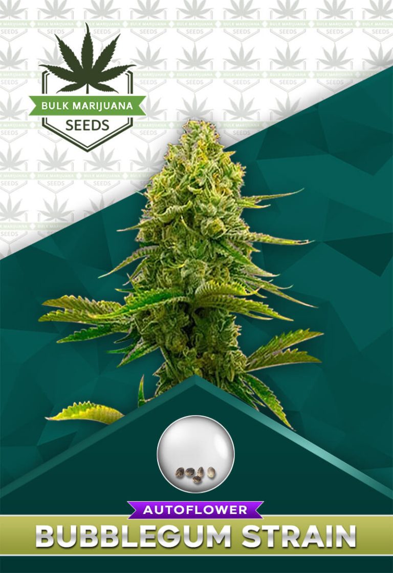 Bubblegum Strain Autoflowering
