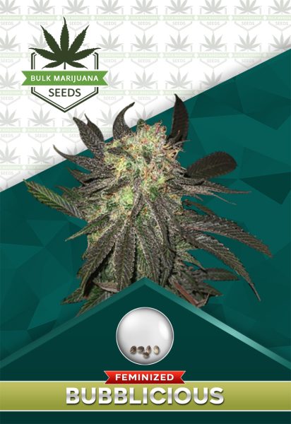 Bubblicious Feminized