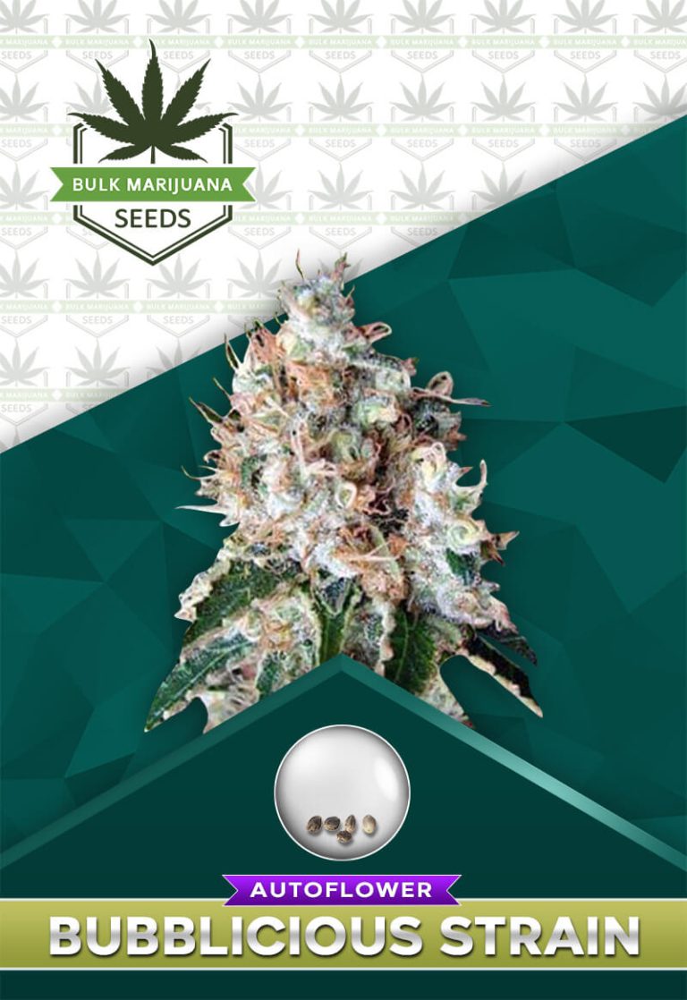Bubblicious Strain Autoflowering