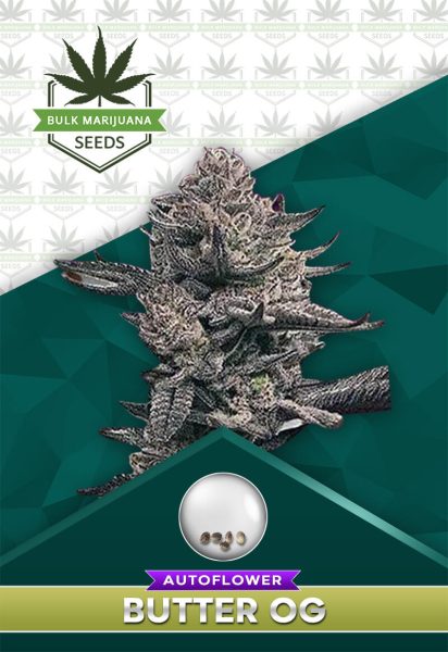 Butter OG Strain Autoflowering