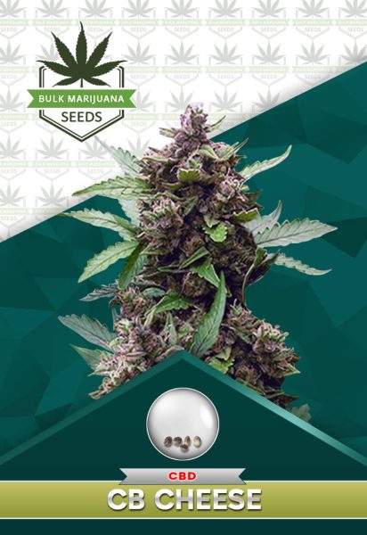 CB Cheese Strain
