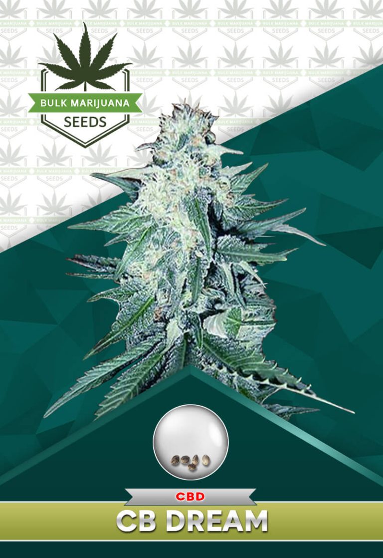 CB Dream Strain