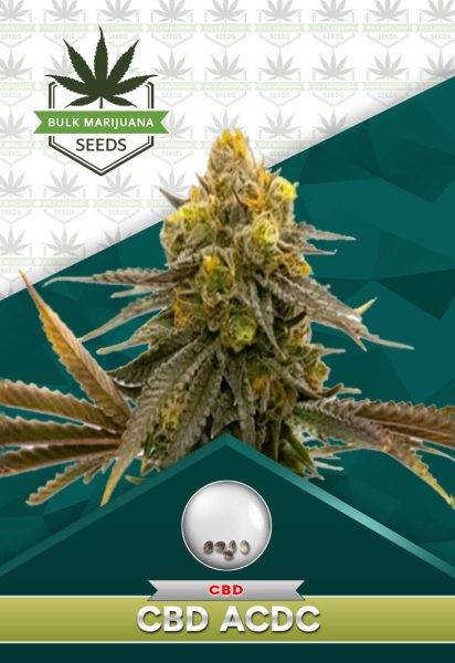 CBD ACDC Strain