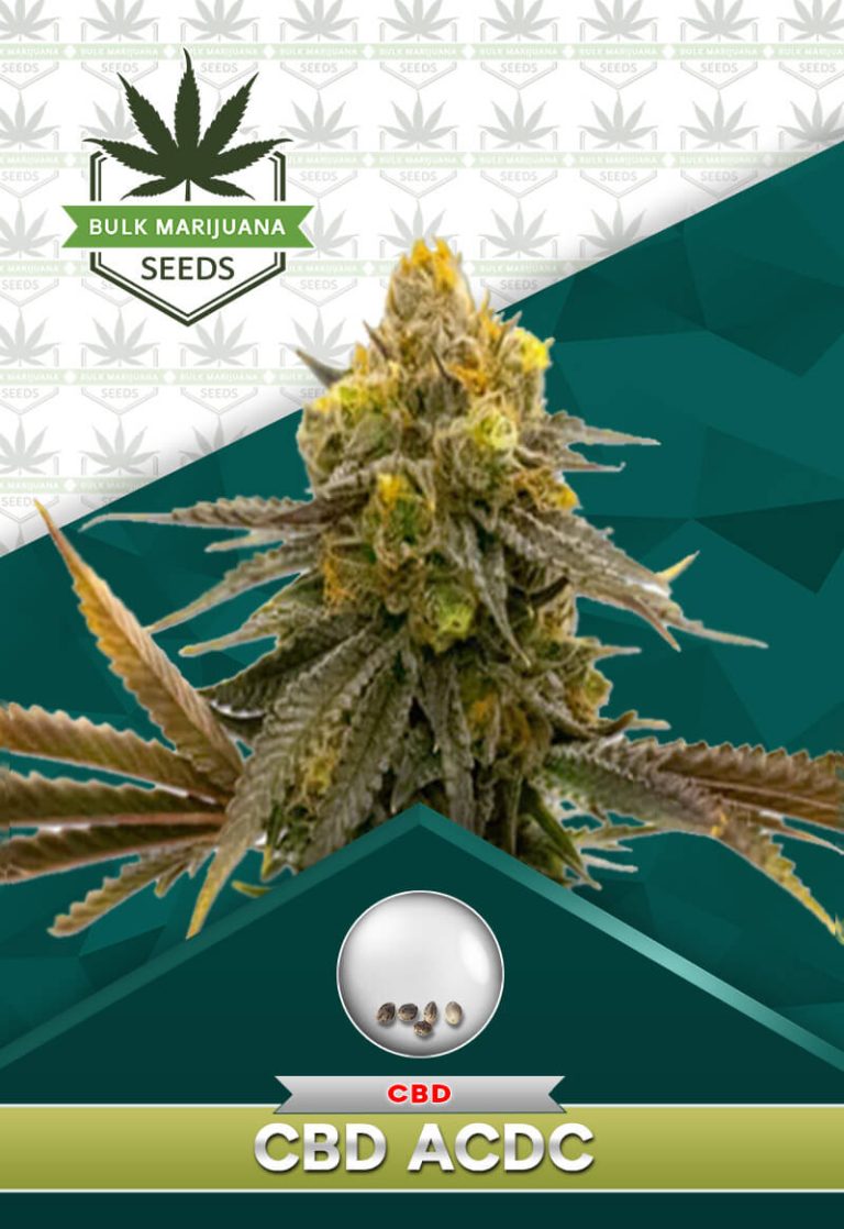 CBD ACDC Strain