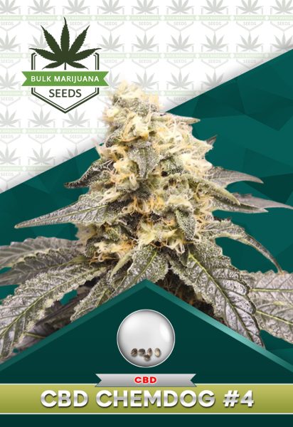 CBD-Chemdog-#4 Strtain